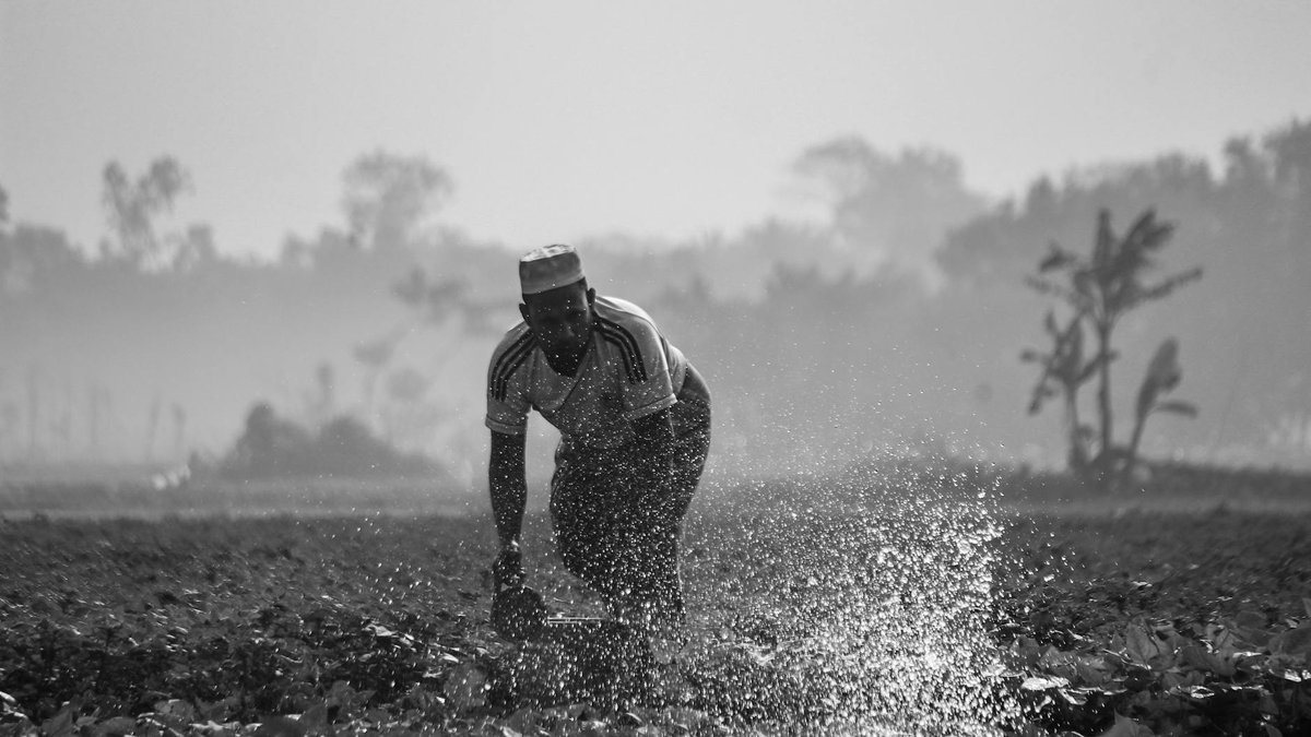 watering morning