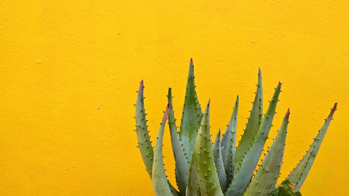 aloe vera yellow