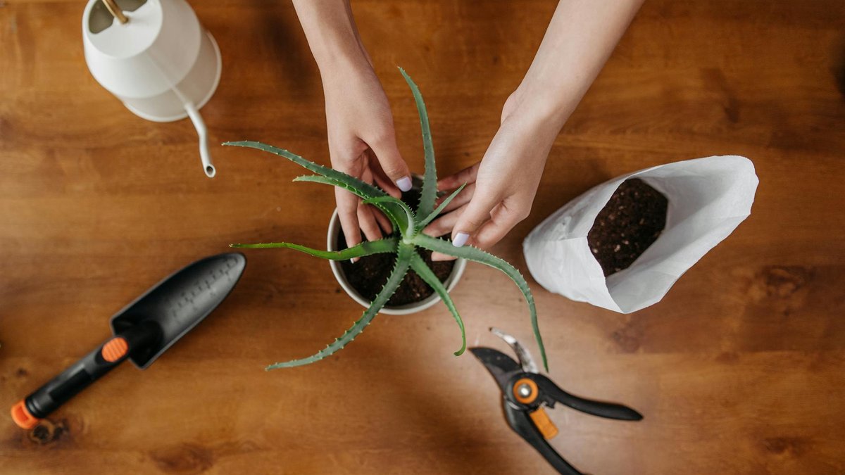 repotting aloe