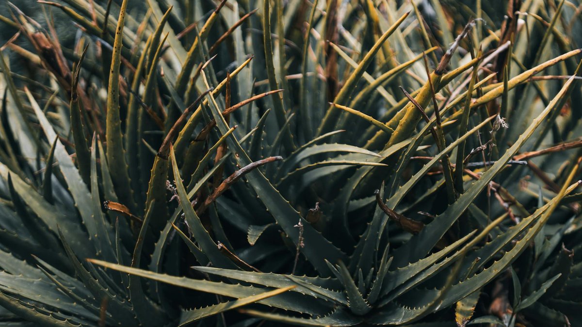 aloe vera dry