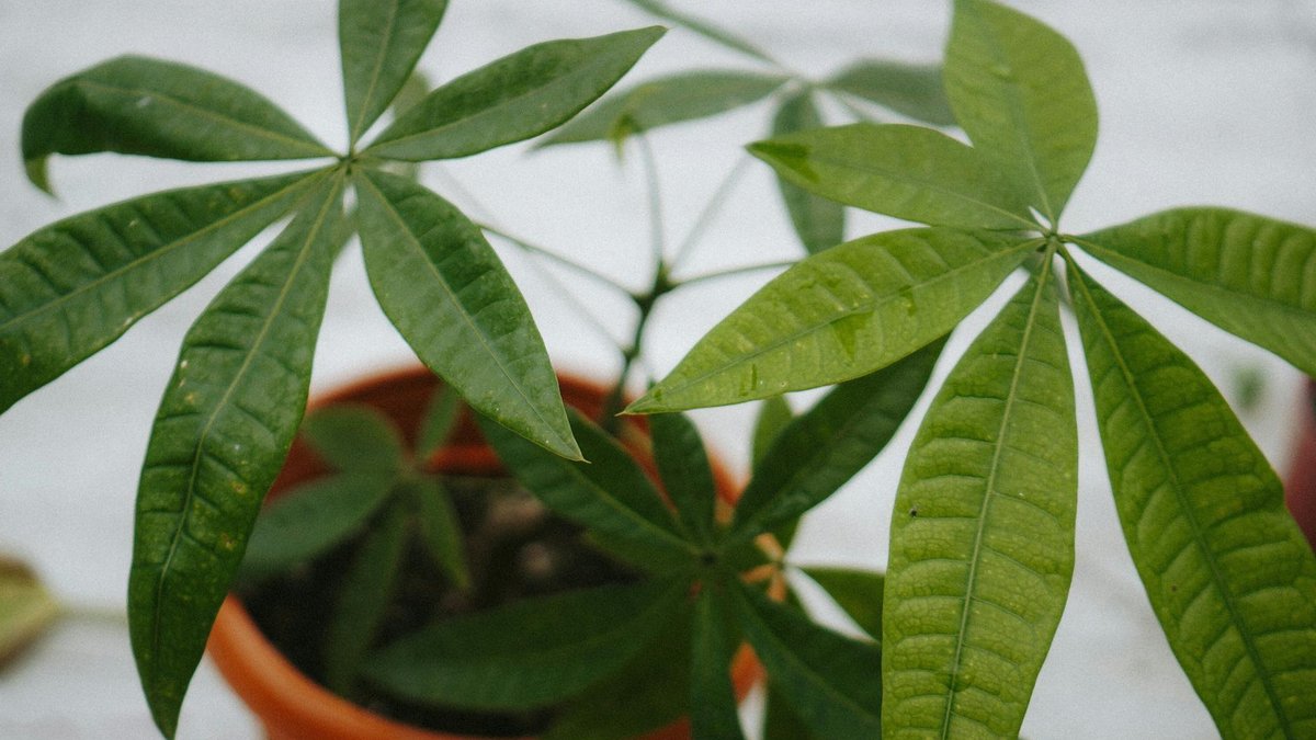 pachira plant