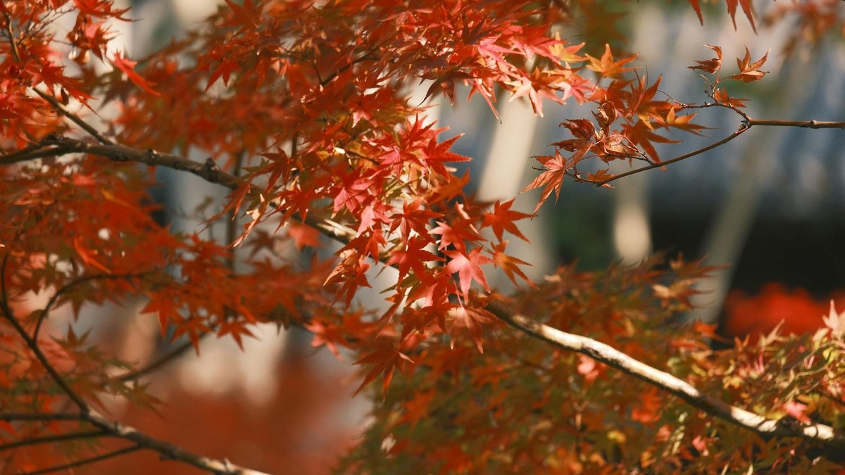 maple tree