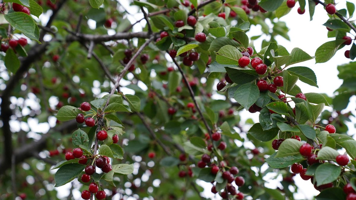 cherry tree