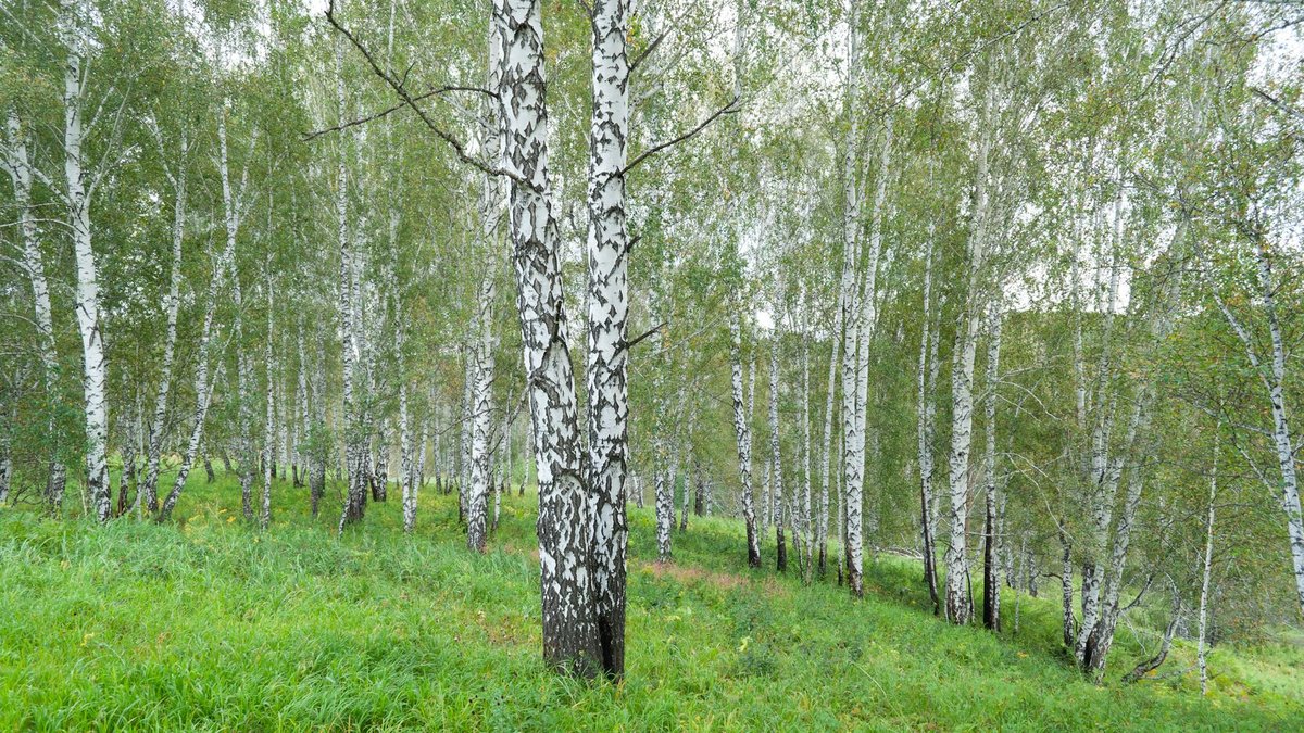 birch tree