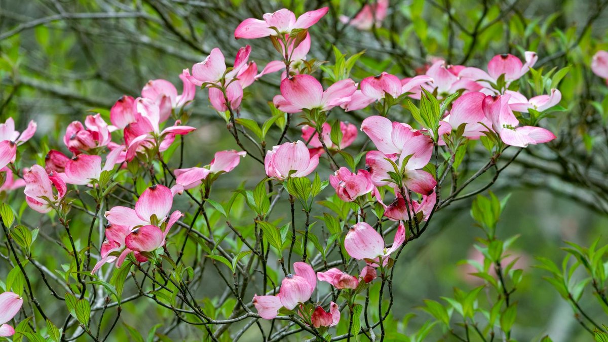 dogwood tree