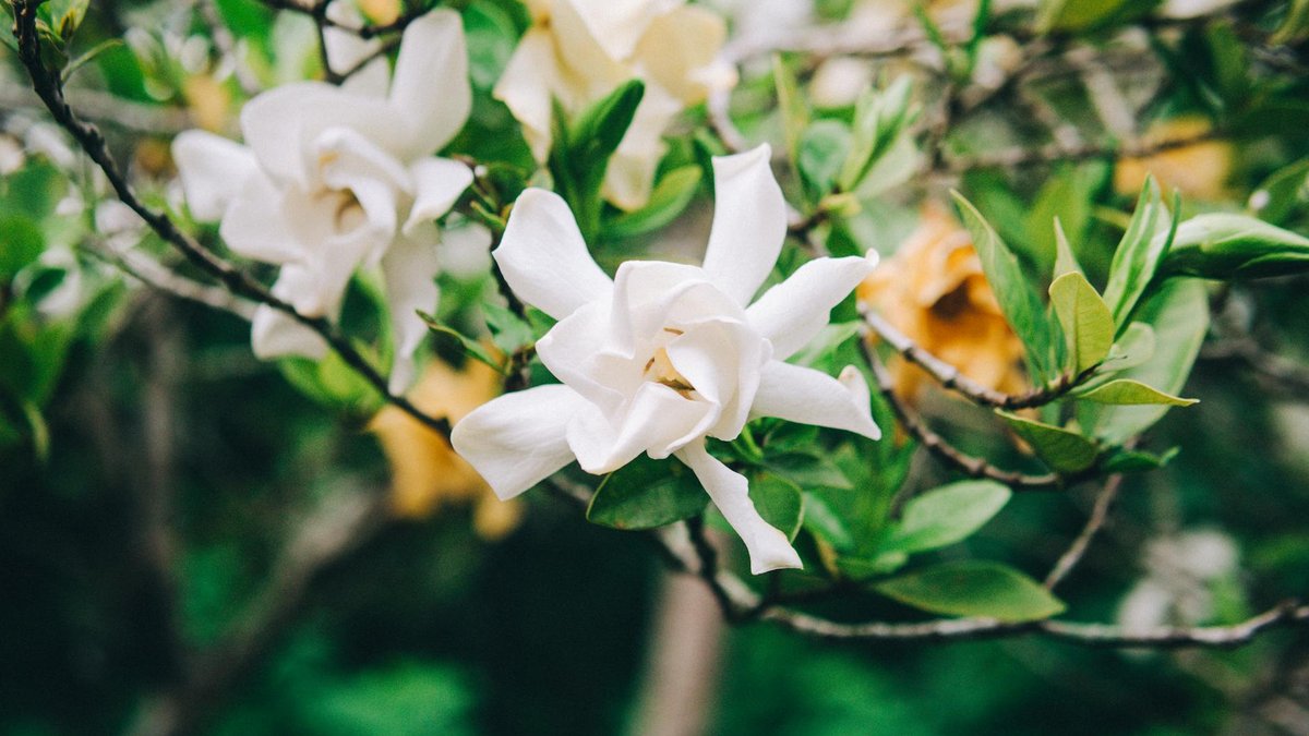 gardenia soil moisture