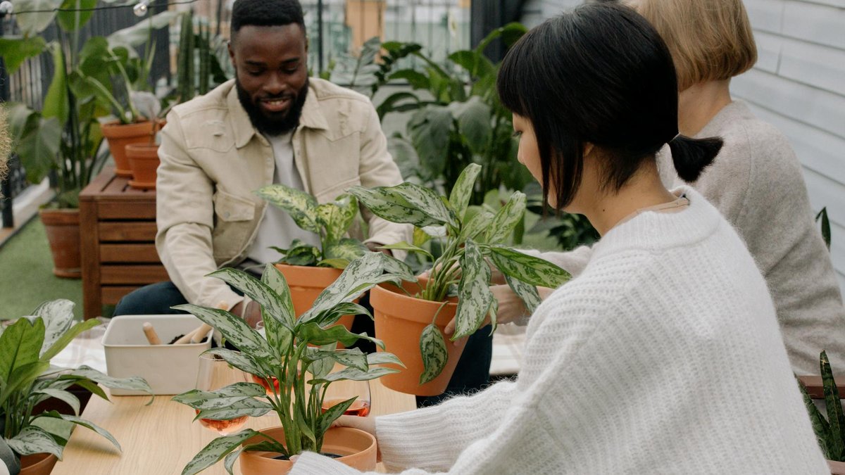 grouping indoor plants