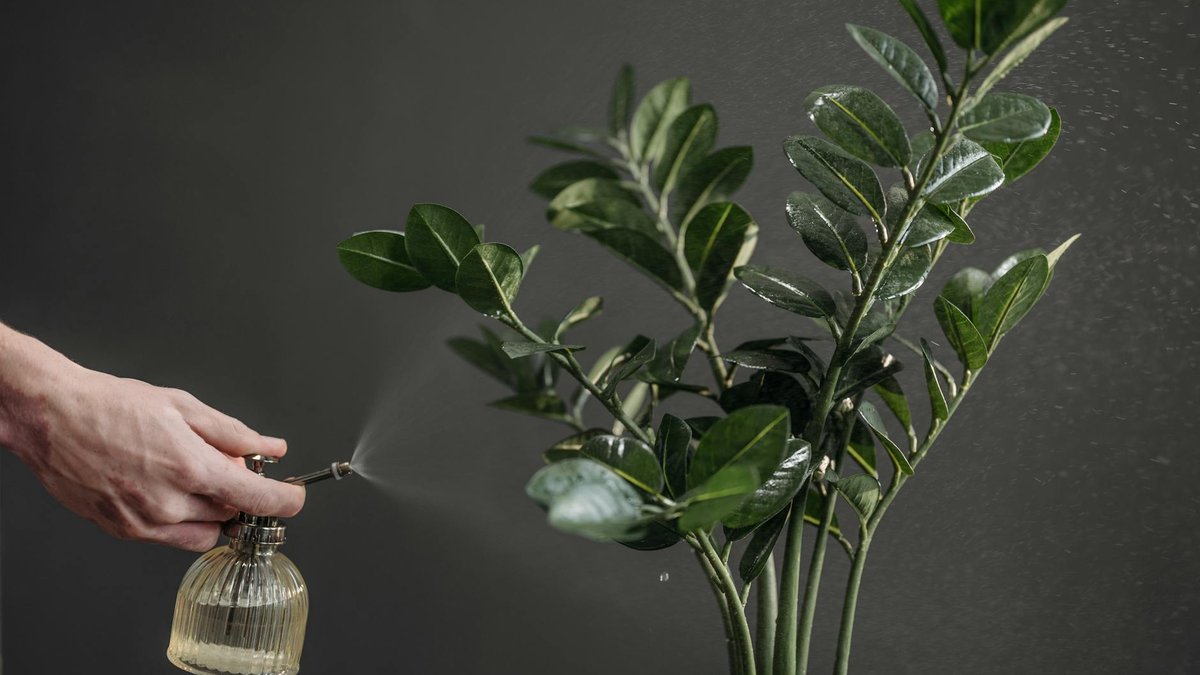 misting indoor plants