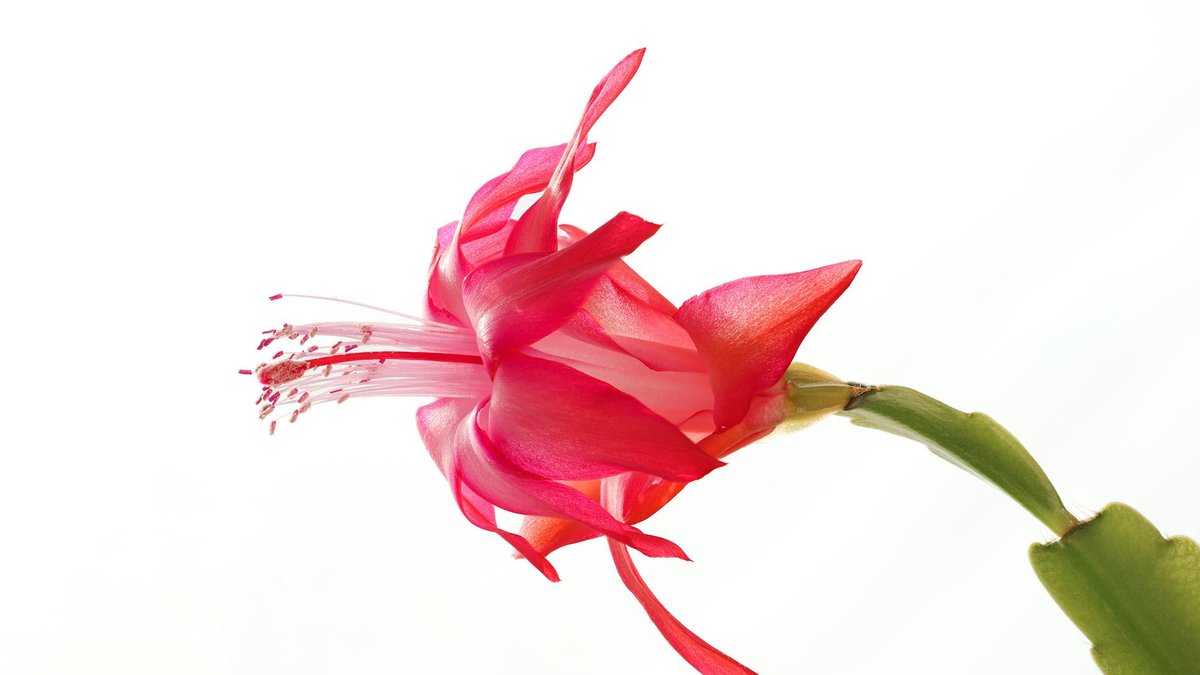 Christmas cactus