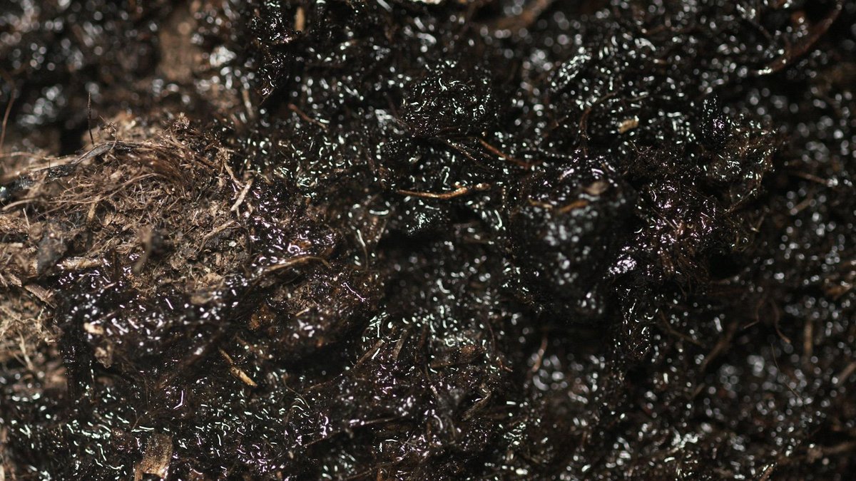 moist soil