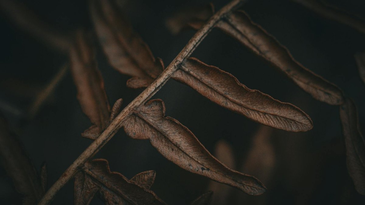 wilting fern