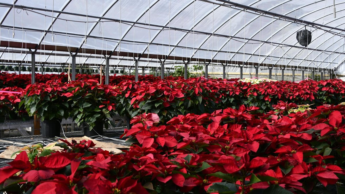 poinsettia care