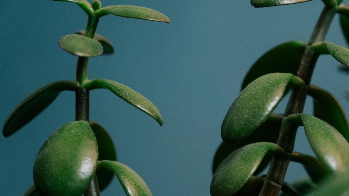 jade plant light