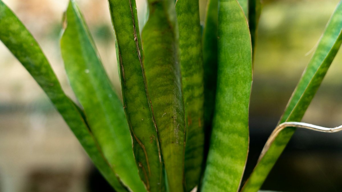 sansevieria low light