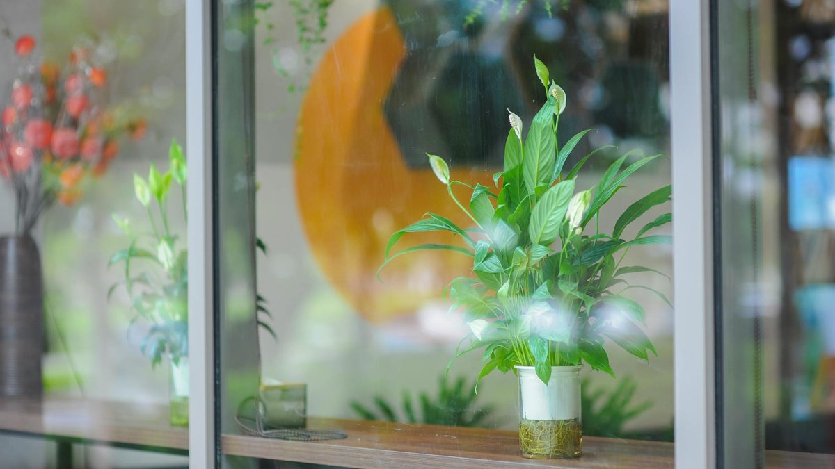 spathiphyllum artificial light