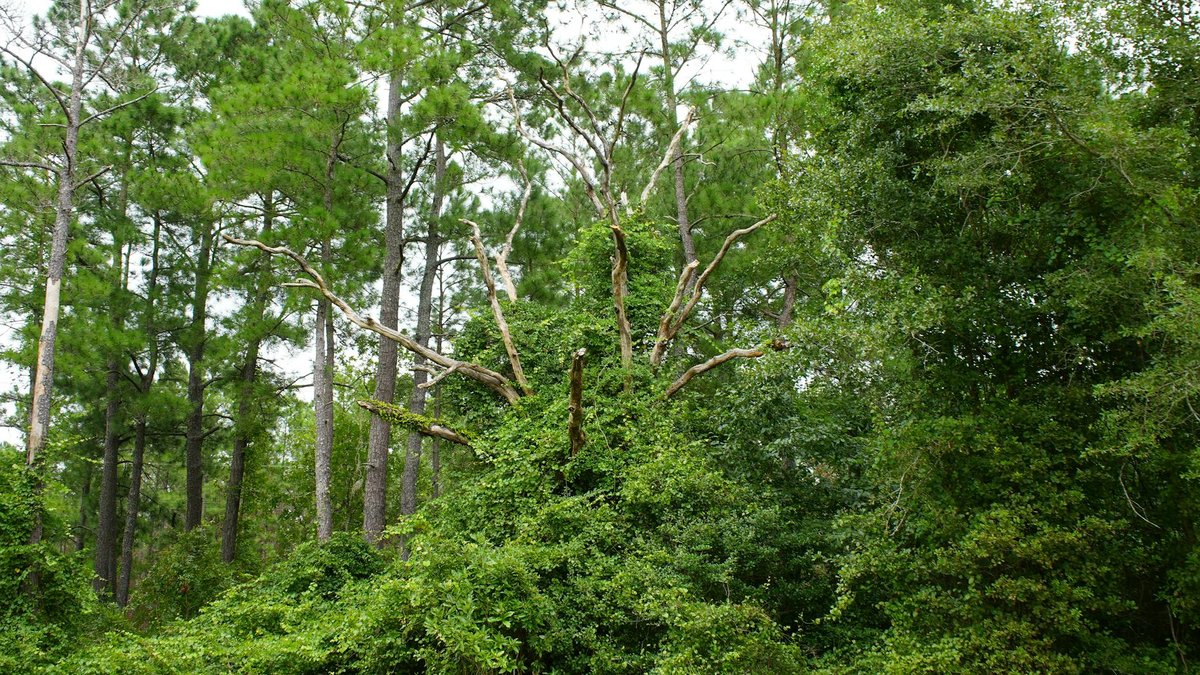 invasive tree