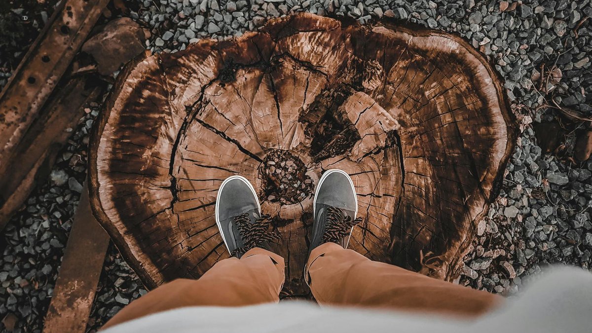 tree stump