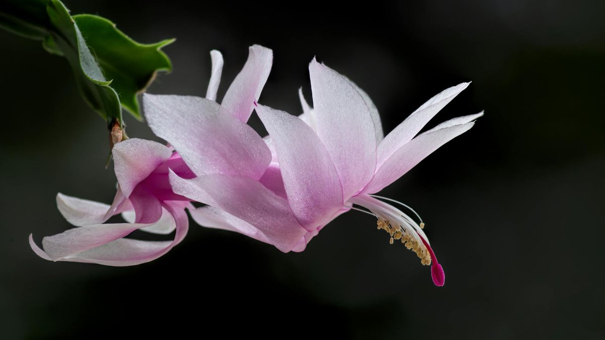 Christmas cactus flowers