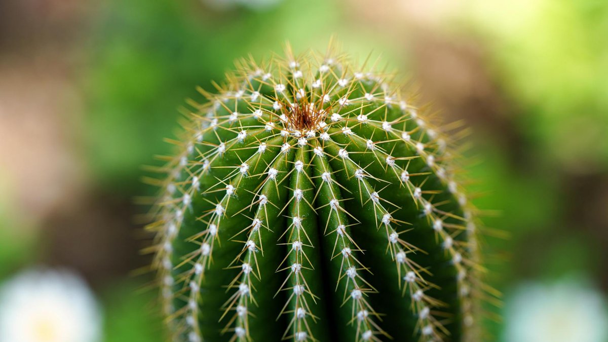 pruning cactus