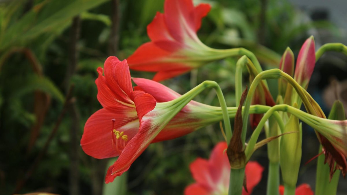 amaryllis plant care