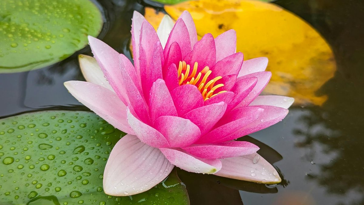 water peace lily