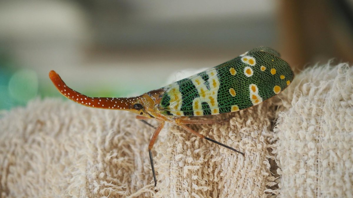 coffee filter insects