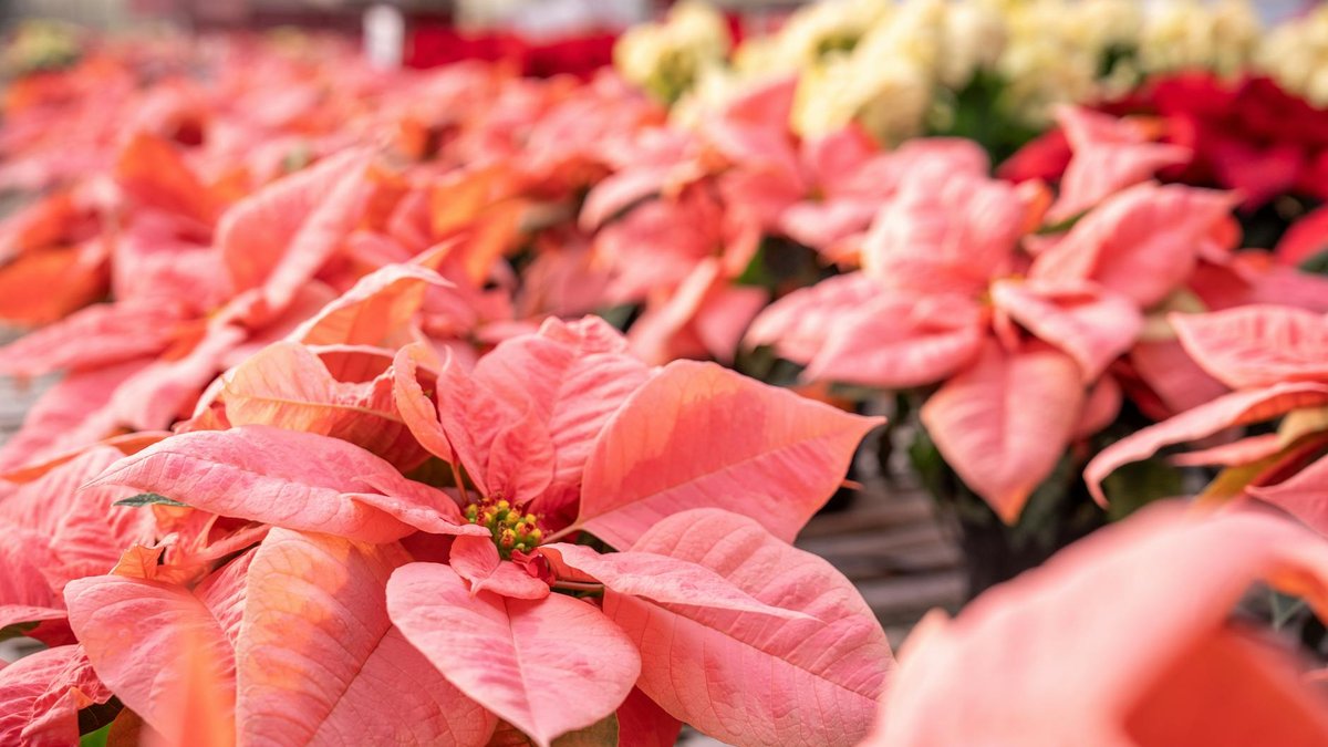 poinsettia watering