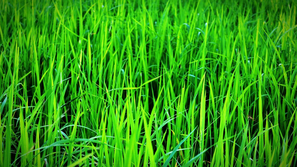 lawn fertilization