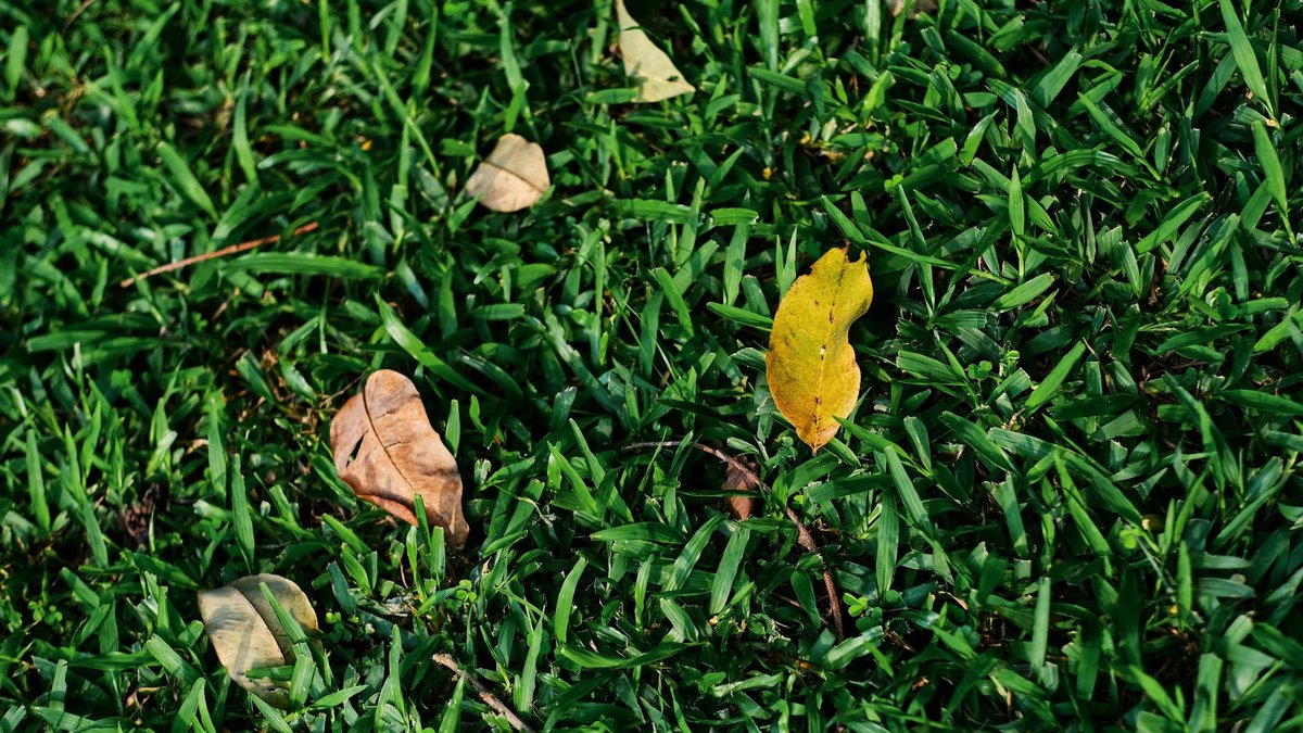 autumn lawn care