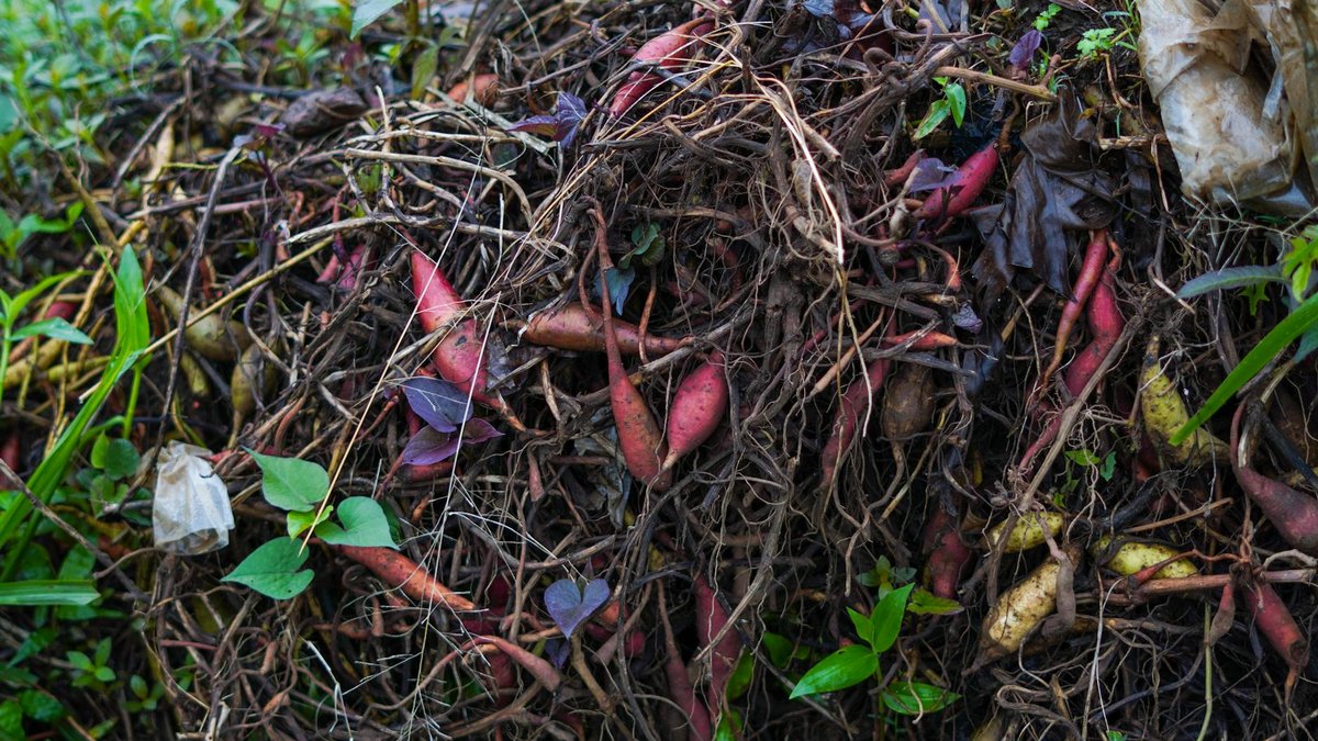 mulch pile roots