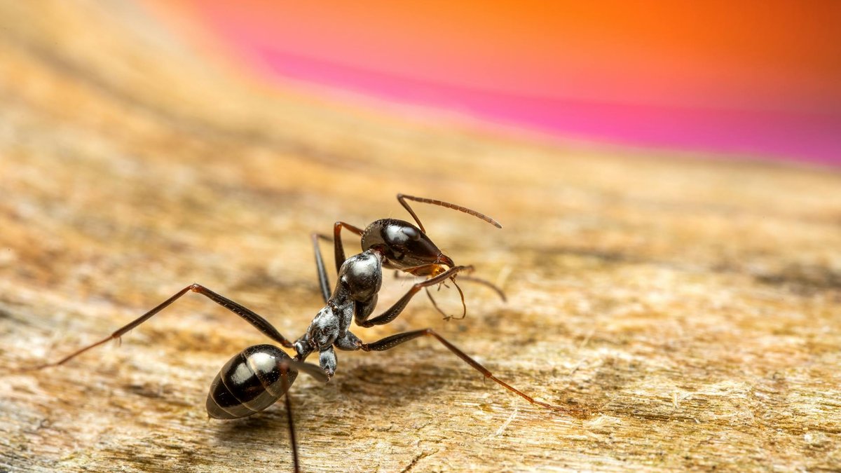 vinegar ant repellant