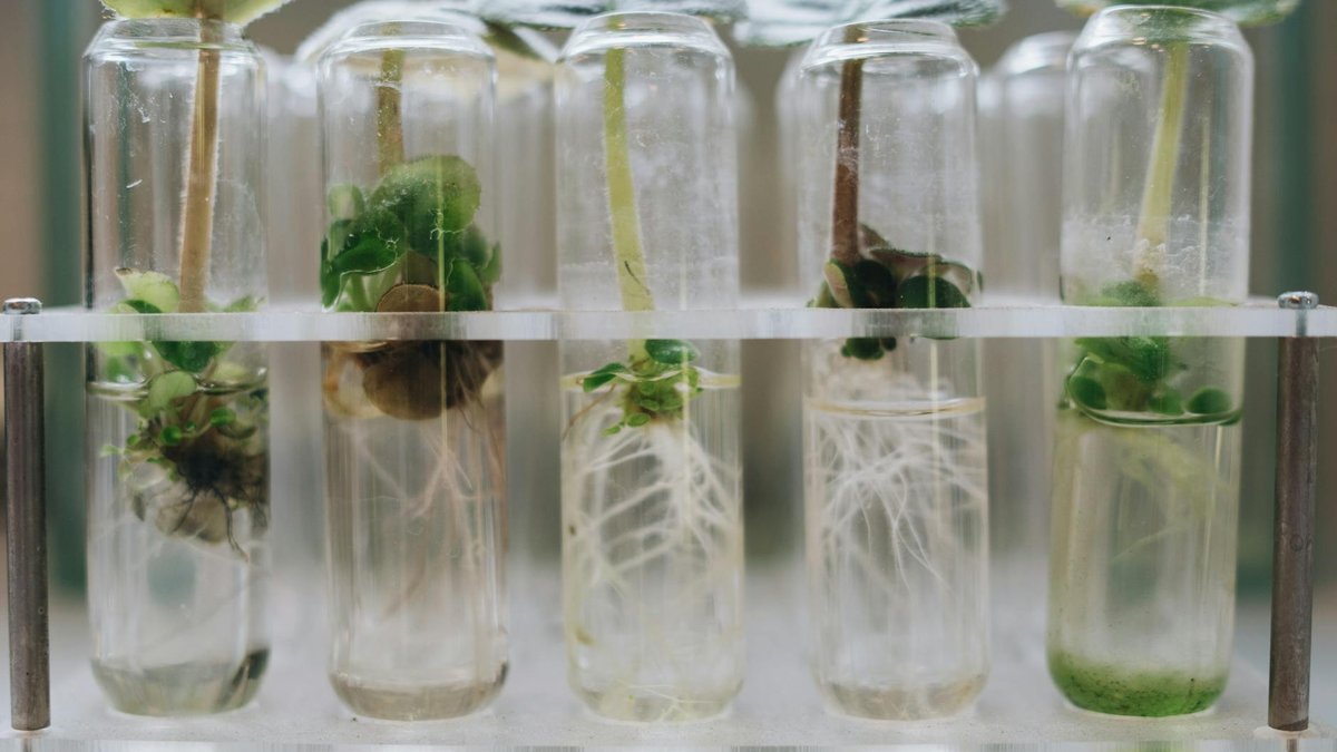 lemon propagation