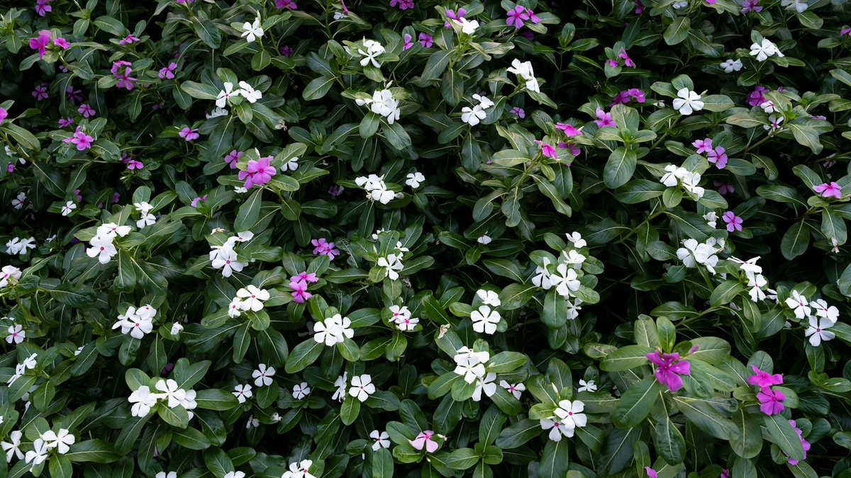 periwinkle plant invasive