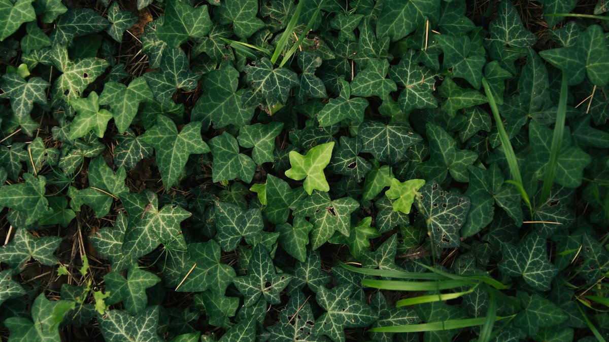 ground ivy invasive
