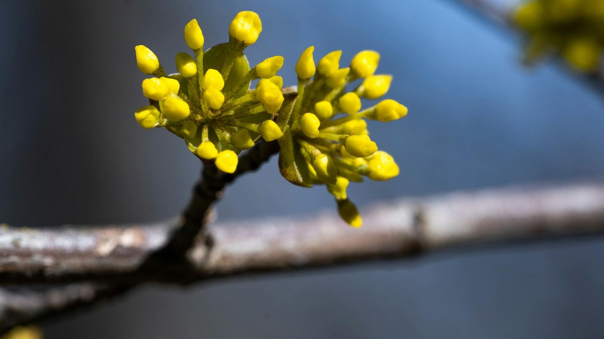 cornus alba winter