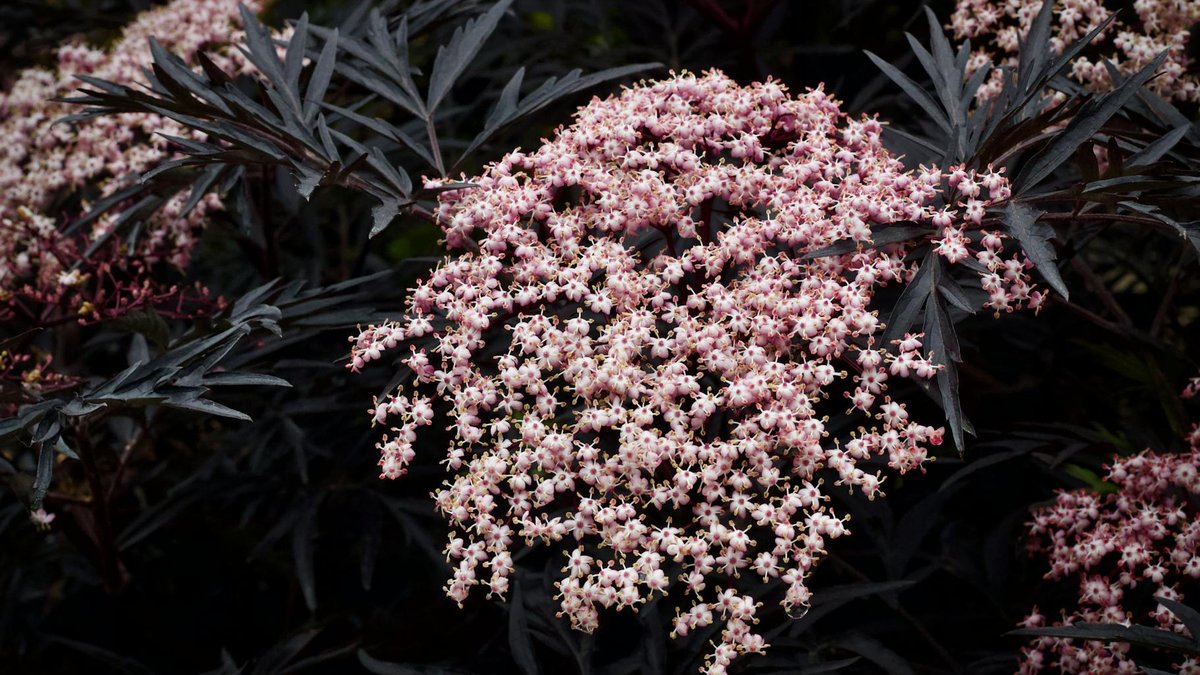 sambucus nigra black lace