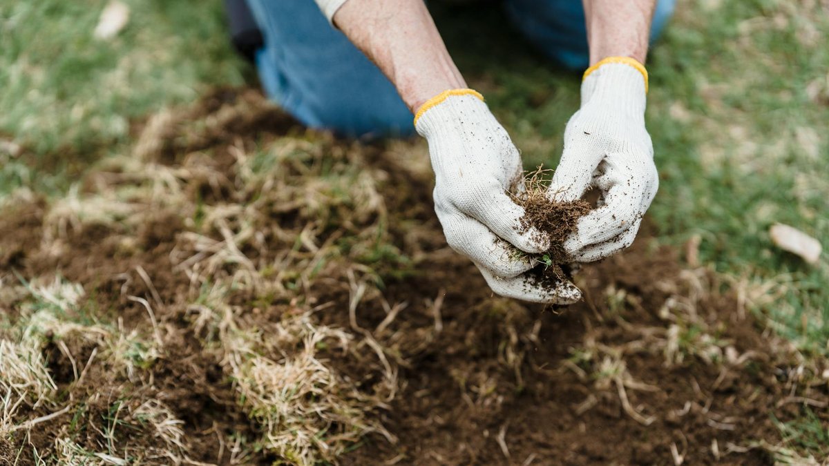 manual weed removal