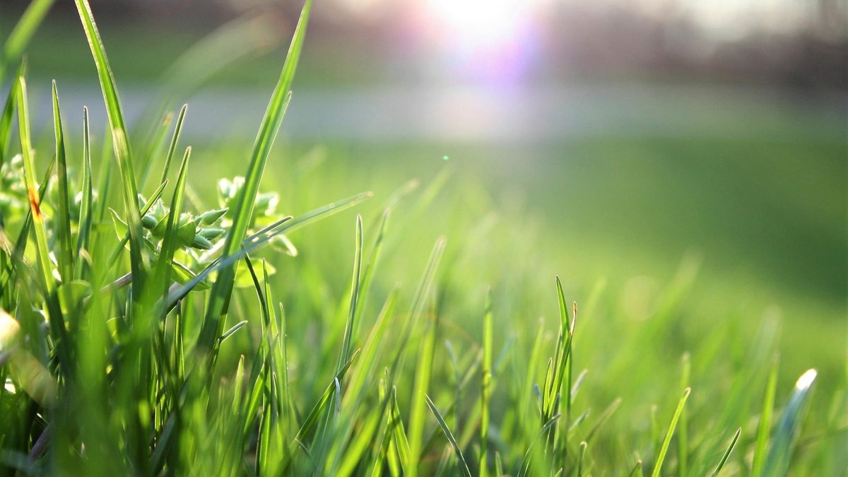 spring lawn fertilizer