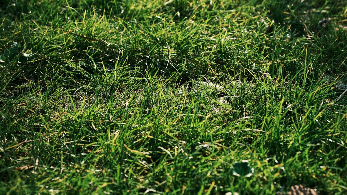 summer lawn fertilizer