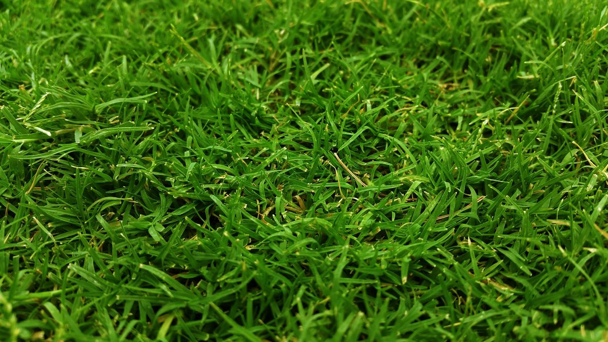 autumn lawn fertilizer