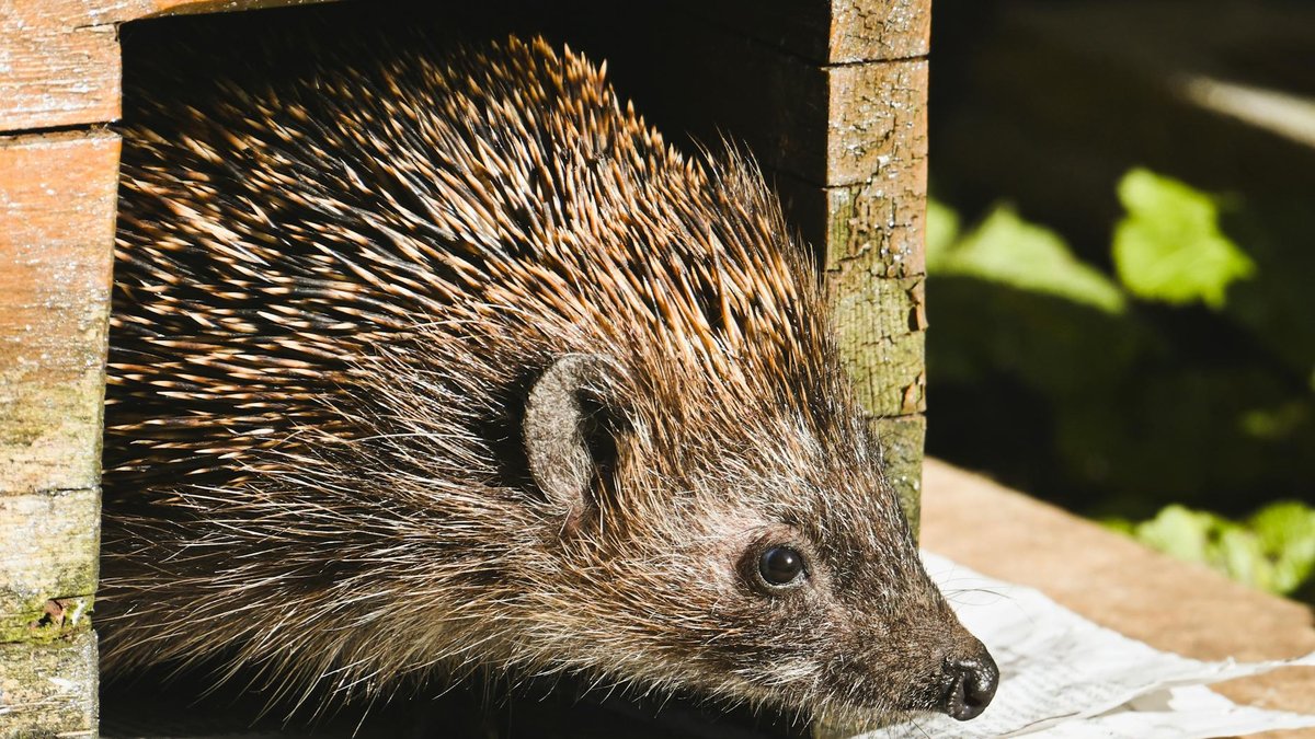 hedgehog insect shelter