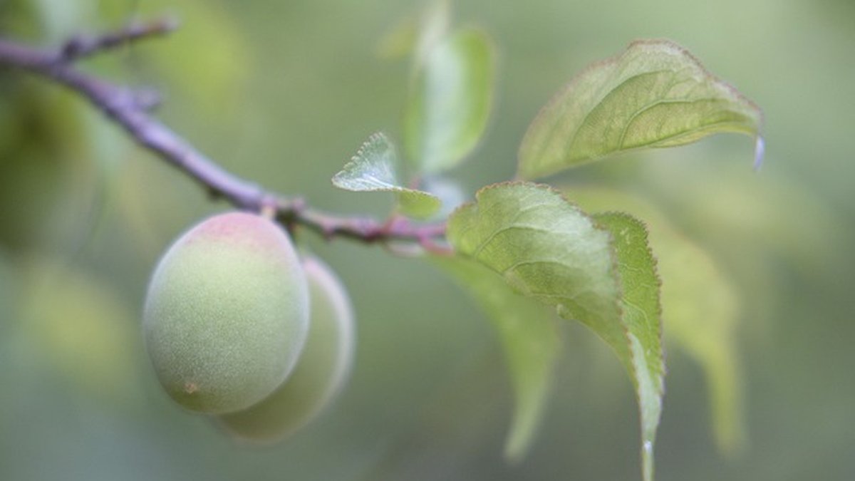 plum tree