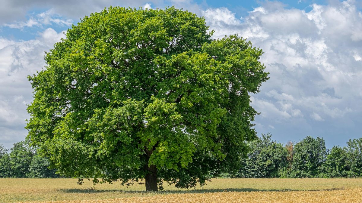 fast growing tree