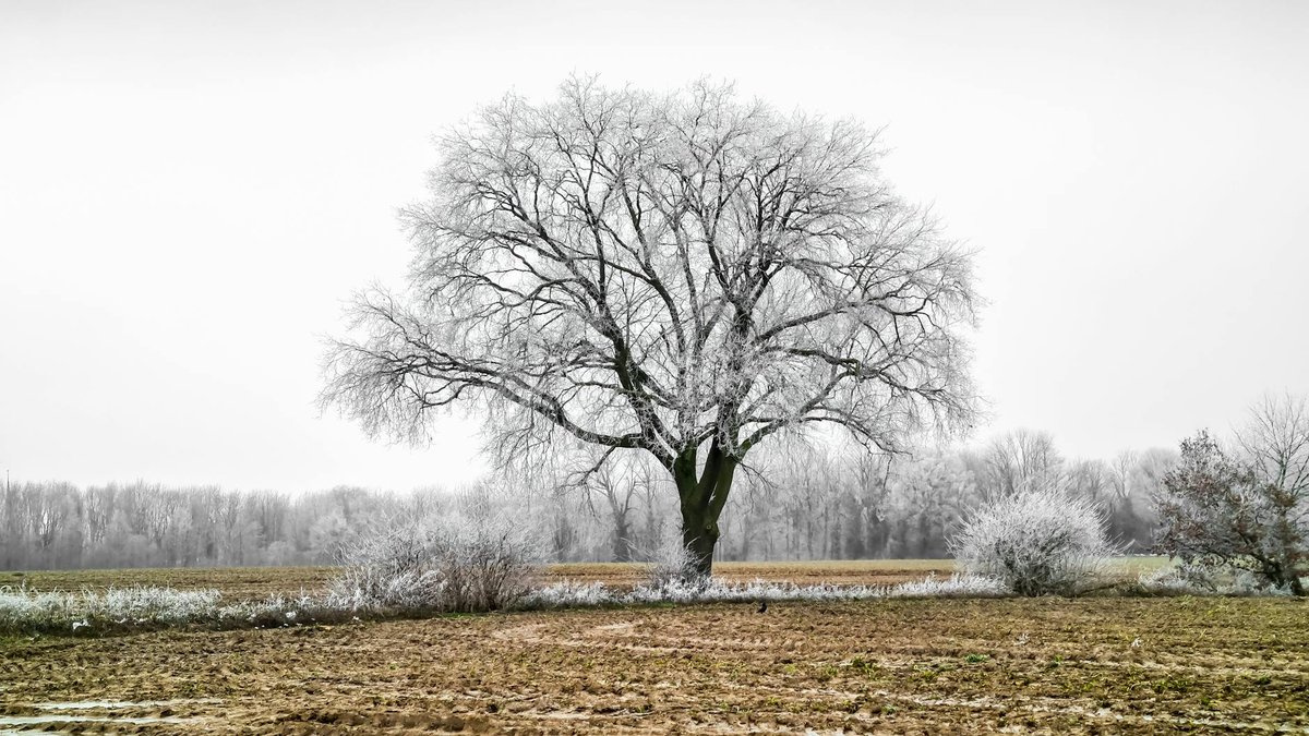 cooling tree