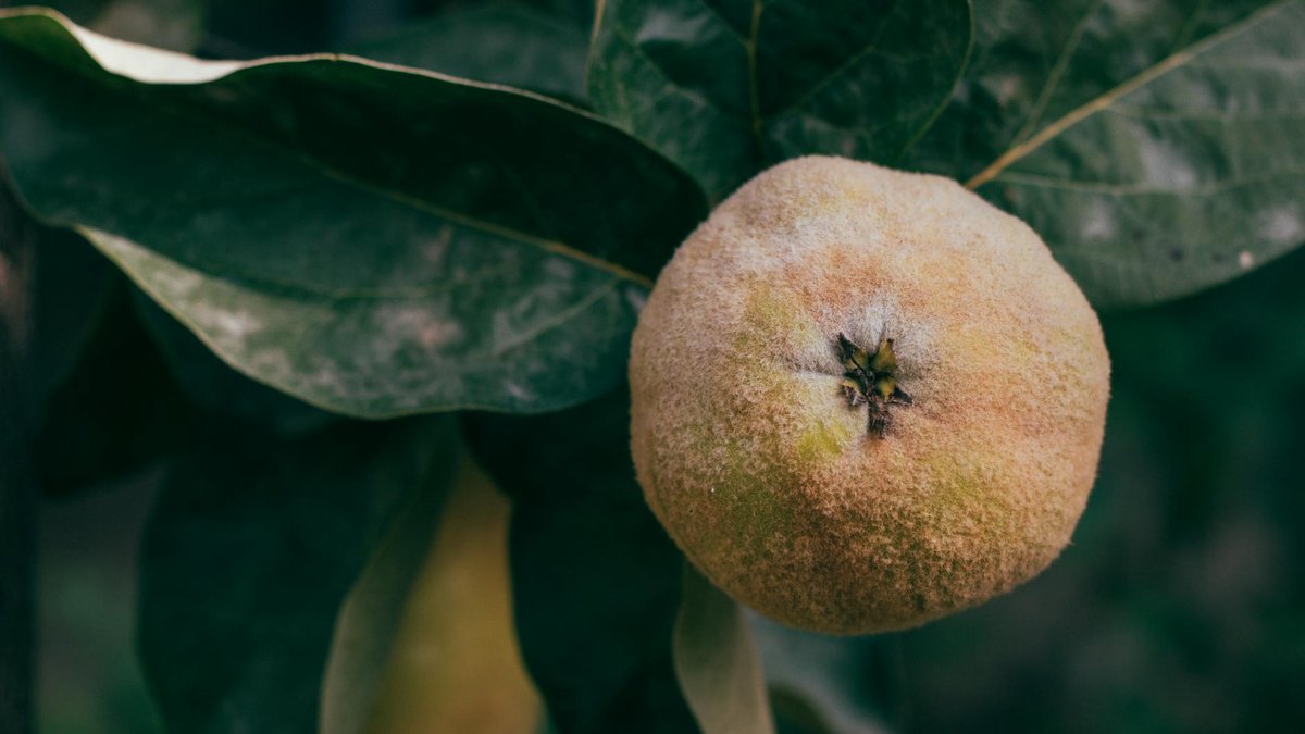 quince tree leaves