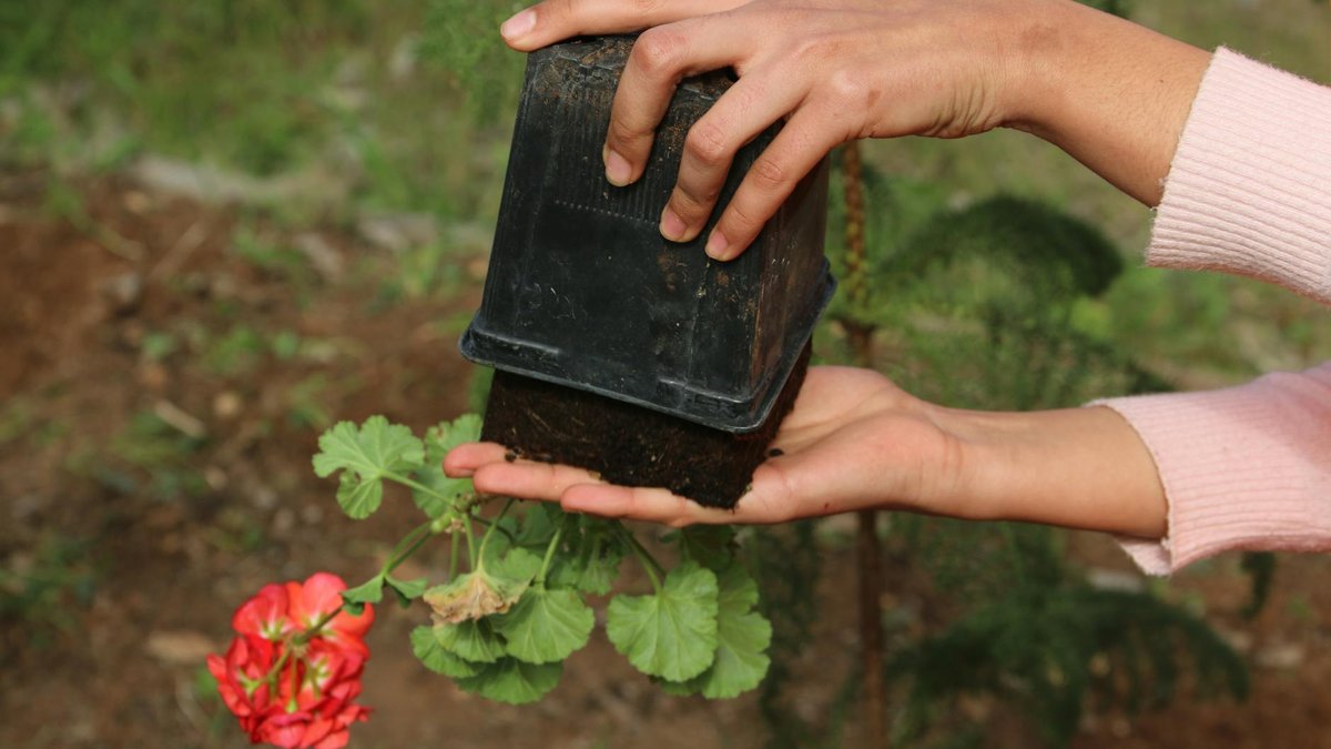 garden transplant