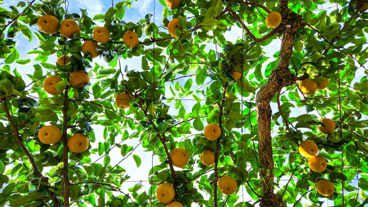compact fruit trees