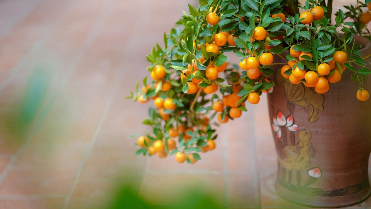 dwarf fruit trees