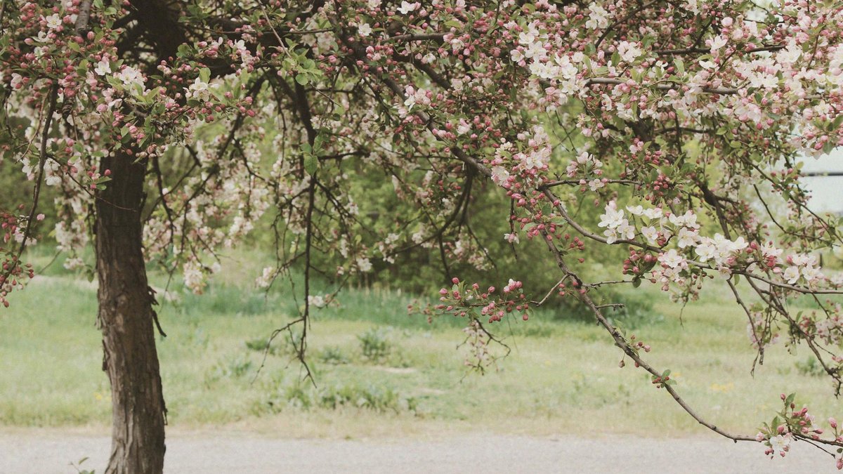 self-fertile cherry tree