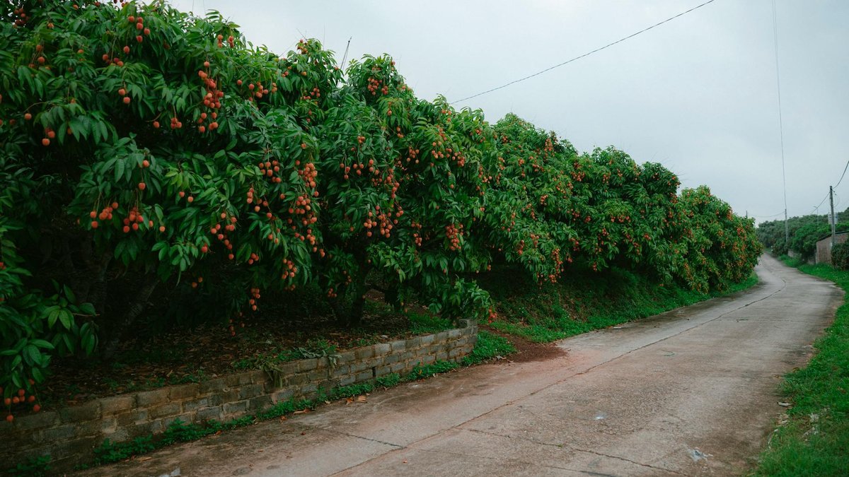 fruit tree cultivation